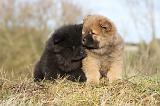 CHOW CHOW 197